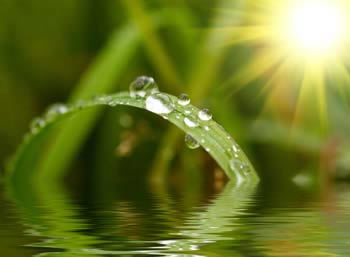 Insekt in einer orangefarbenen Blüte