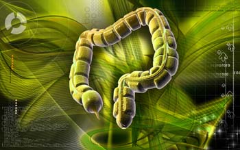 Schematische Abbildund des Darmtraktes