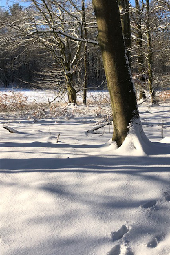 Sonniger Schnee im Wald