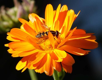 eine orangfarbene Blume und einem Insekt